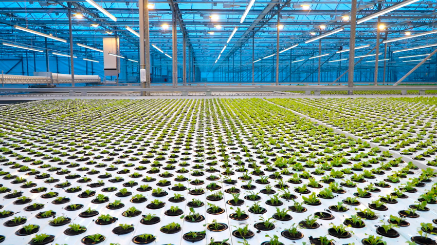 Тепличный комбинат Минска будет выращивать жёлтые и шоколадные томаты