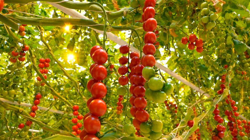 Тепличный комбинат Минска будет выращивать жёлтые и шоколадные томаты