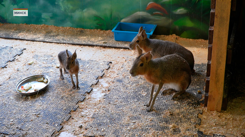 У мистера и миссис Смит – пополнение! У пары патагонских мар в Минском зоопарке родились два малыша
