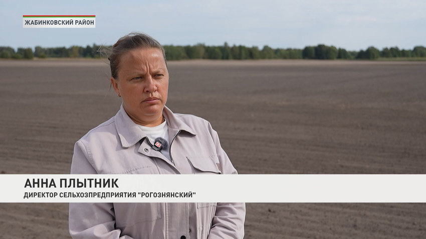 Темпы сева озимого рапса в Беларуси опережают прошлогодние