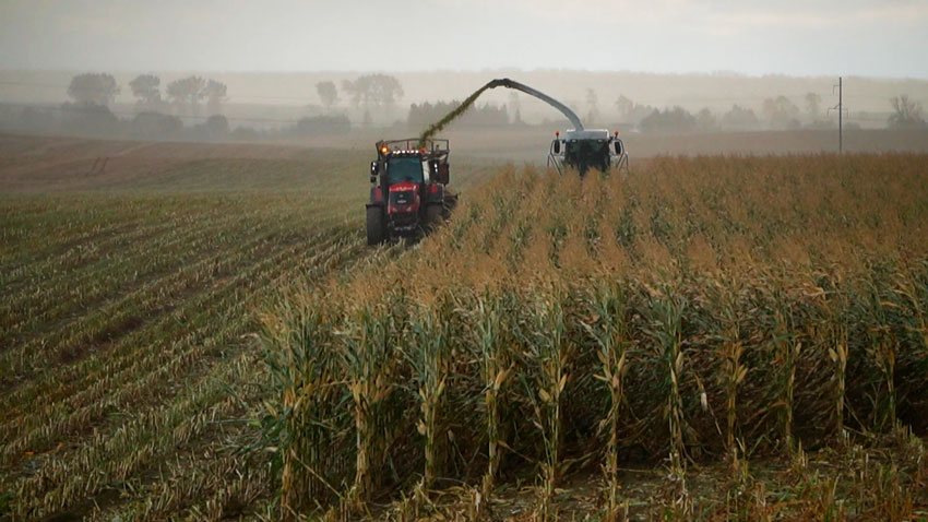 Более 10,7 млн тонн зерна с учётом рапса и кукурузы собрали в Беларуси