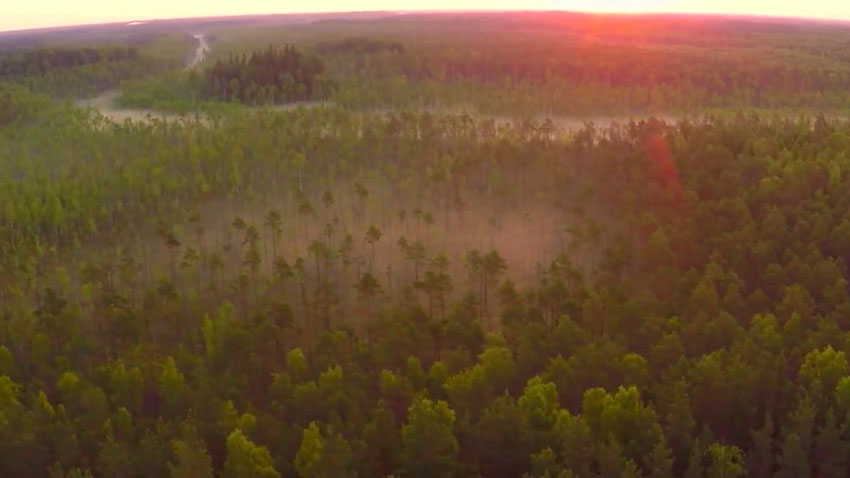 В Беларуси зафиксирован старт сезона активности клещей