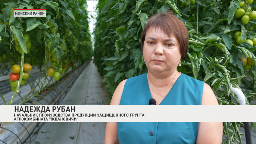 Надежда Рубан, начальник производства продукции защищенного грунта агрокомбината «Ждановичи»