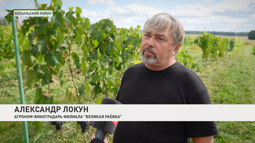 Александр Локун, агроном-виноградарь филиала «Великая Раевка»