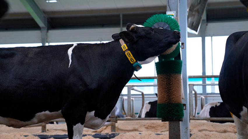 V Международный отраслевой форум «Молочная ферма» проходит на площадке BELEXPO