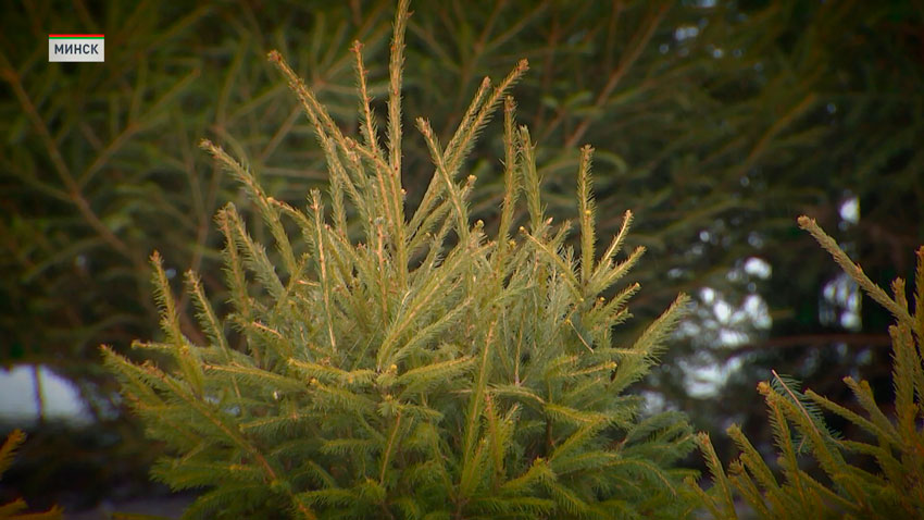 В Минске проходит акция по сбору новогодних деревьев