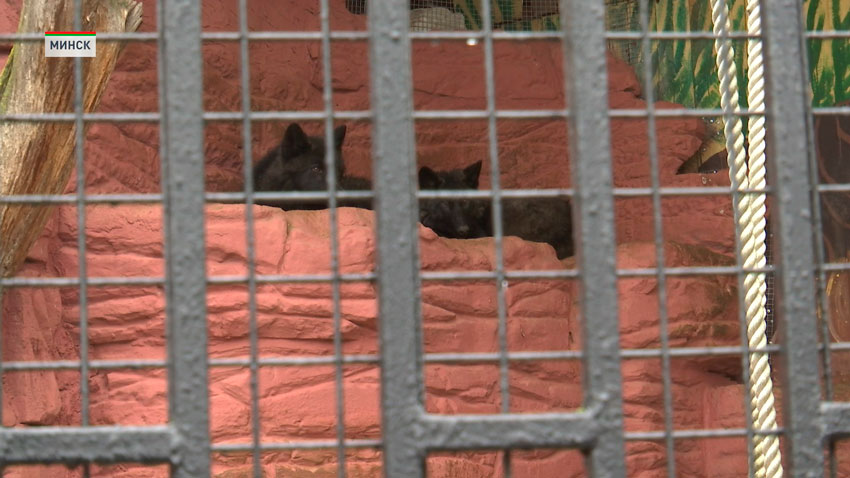 В минском зоопарке теперь можно увидеть новых животных