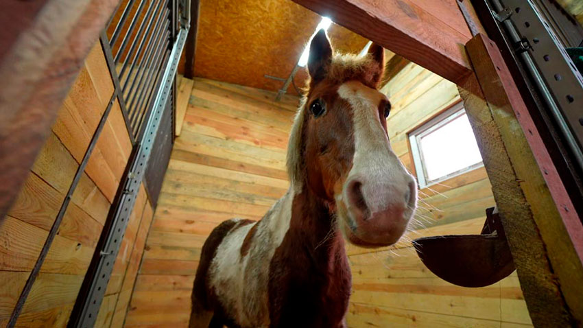 В Минском зоопарке выбрали лошадь, которая станет символом 2026 года