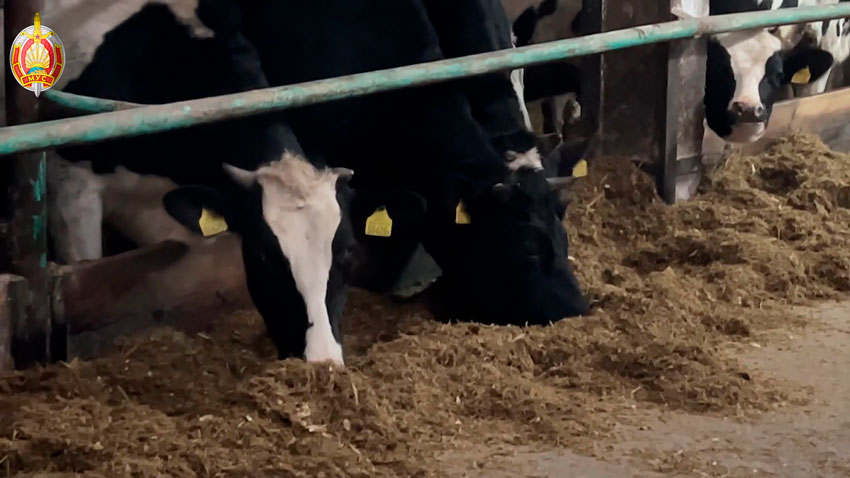 В Щучинском районе около 730 голов КРС погибло из-за служебной халатности руководителя хозяйства