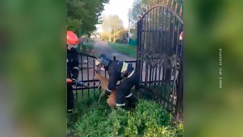 В Витебске спасатели помогли косуле выбраться из ловушки