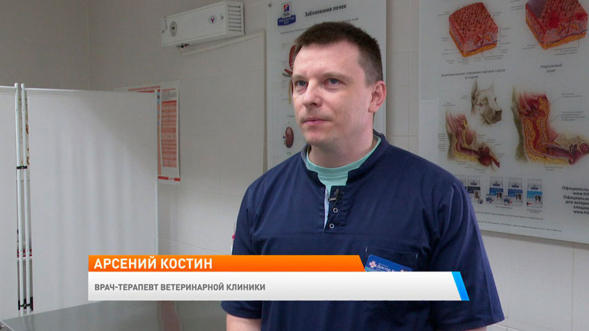 Арсений Костин, врач-терапевт ветеринарной клиники
