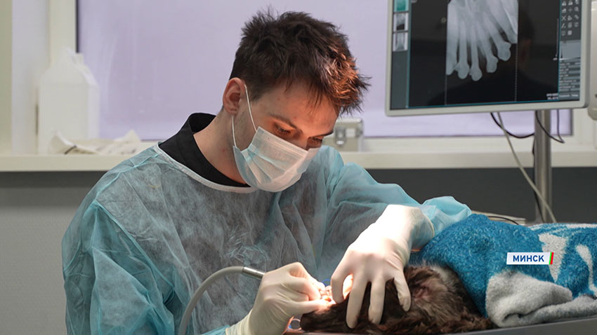 Ветклиники