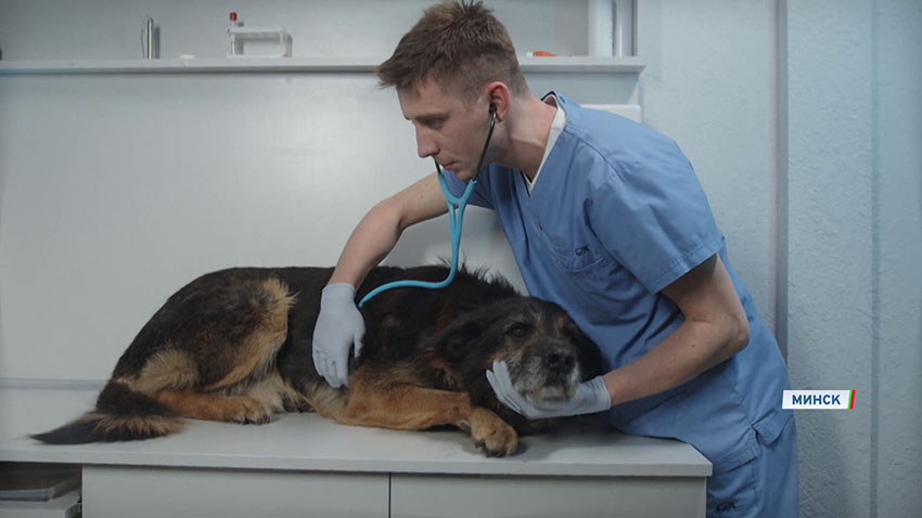 Ветклиники