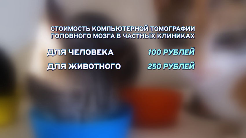 Ветклиники