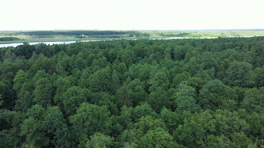 ПРБ