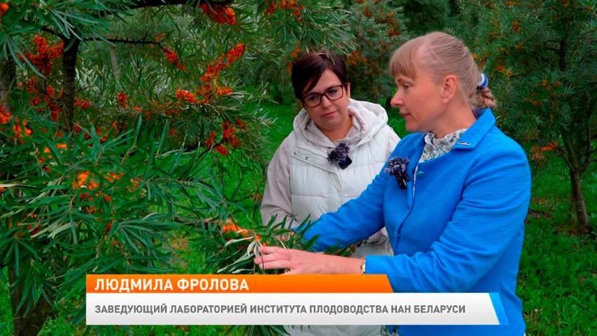 Новое утро