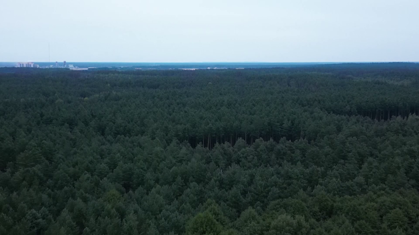 лес