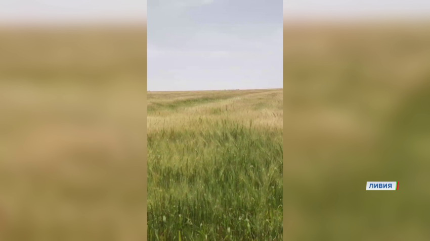 сельское хозяйство
