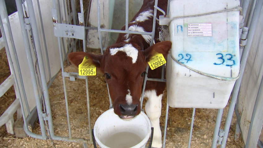 За пятилетку в Беларуси построят и реконструируют специализированные комплексы по выращиванию бычков