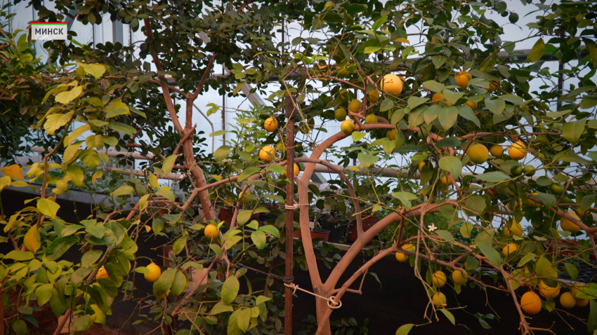 Выставка «Волшебство зимних тропиков» проходит в Центральном ботаническом саду