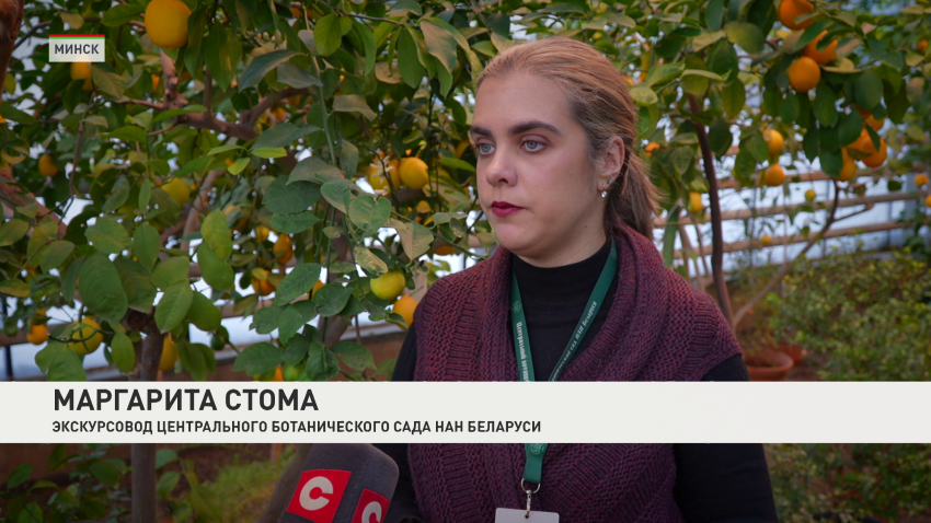 Маргарита Стома