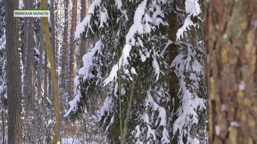 Побывали в Налибокской пуще