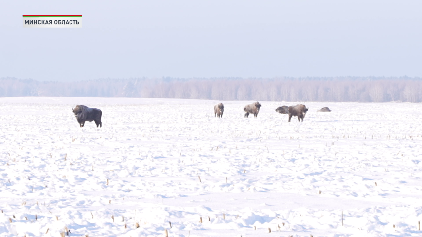 Побывали в Налибокской пуще