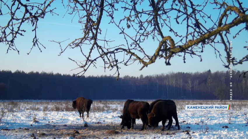 Беловежская пуща