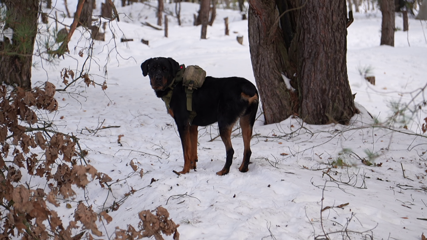 Александр Вольфович Александр Вольфович, государственный секретарь Совета безопасности Беларуси: Внезапная проверка – это комплекс мероприятий сдерживающего характера, который показывает, что мы готовы при определенных условиях встать на защиту своей Родины. Вся проверка, она очень такая интенсивная. Личному составу, который подвергается этой проверке, а подвергается действительно сегодня много личного состава, отдыхать не придется. Ну ничего, для этого мы и предназначены. Самое главное: народ Беларуси может быть уверен, что наши Вооруженные Силы способны выполнить те задачи, которые стоят перед ними.
