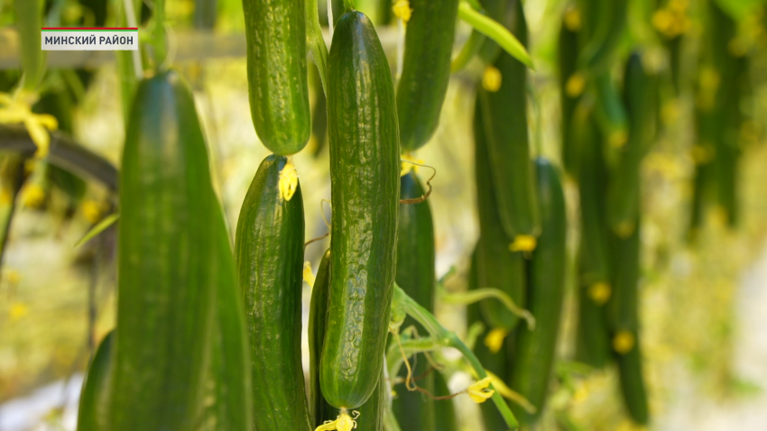 Александр Турчин посетил с рабочим визитом тепличное хозяйство