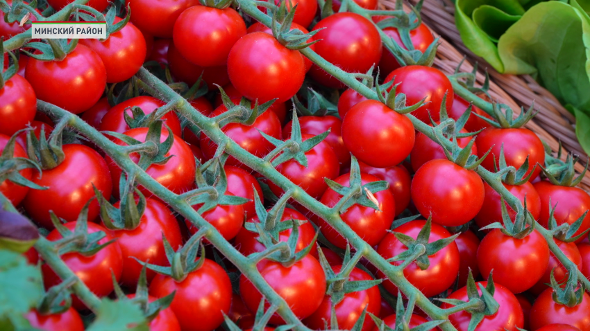 Александр Турчин посетил с рабочим визитом тепличное хозяйство