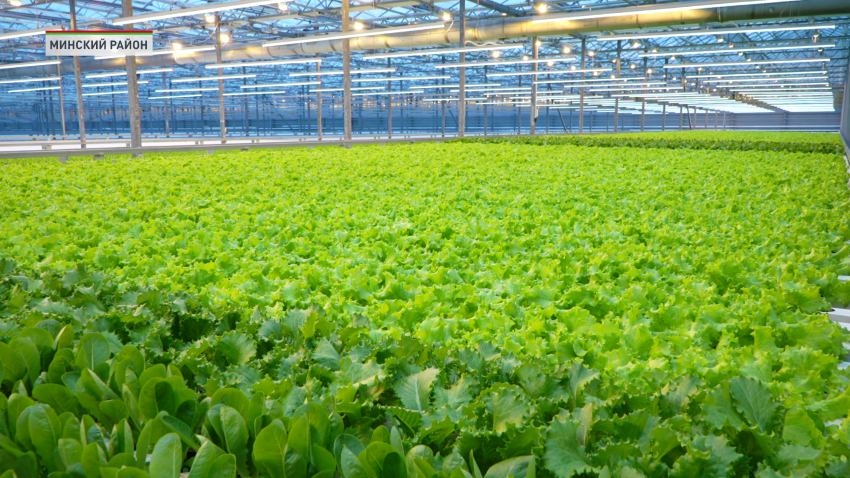 Александр Турчин посетил с рабочим визитом тепличное хозяйство