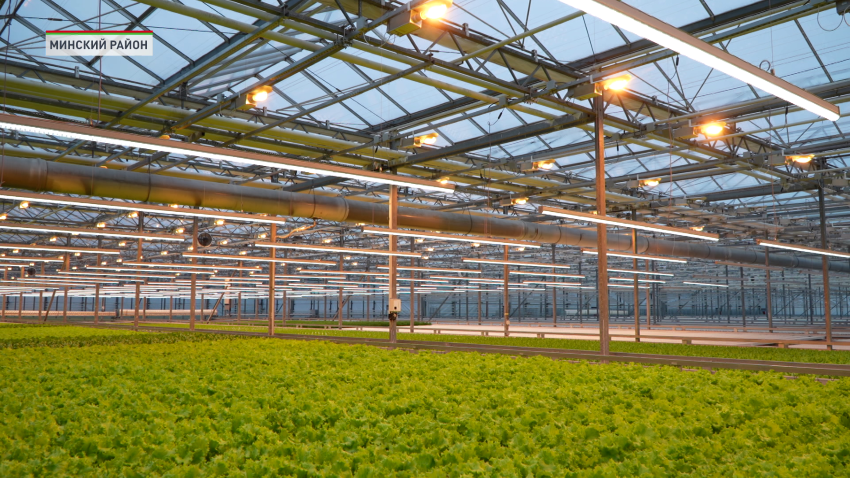 Александр Турчин посетил с рабочим визитом тепличное хозяйство