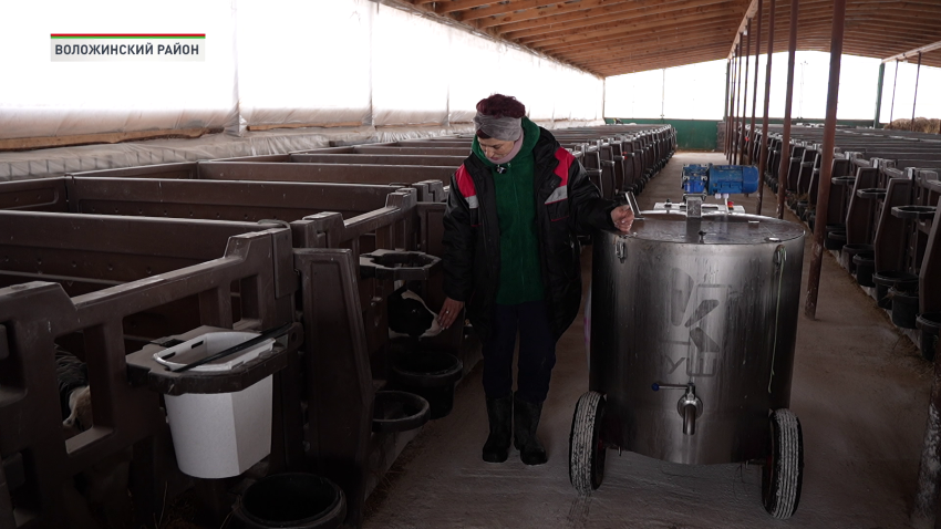 В Беларуси к концу 2026 года планируют возвести более 500 профилакториев для телят