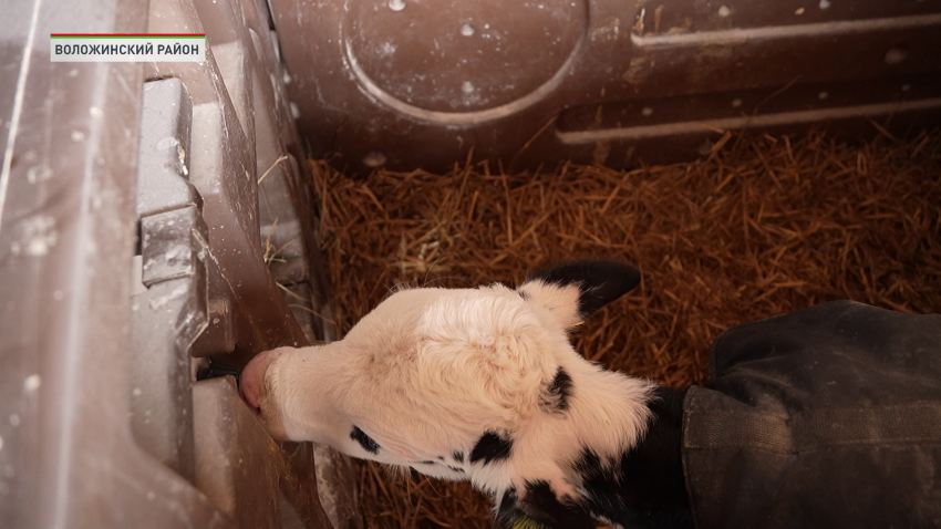 В Беларуси к концу 2026 года планируют возвести более 500 профилакториев для телят