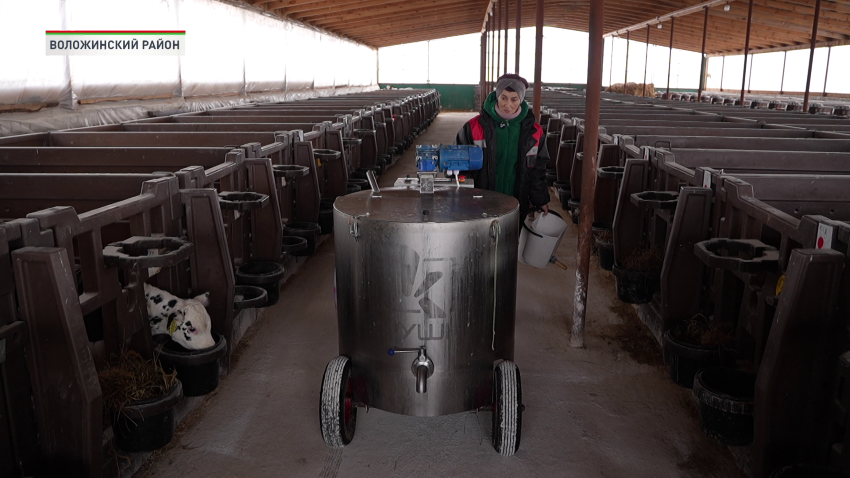 В Беларуси к концу 2026 года планируют возвести более 500 профилакториев для телят