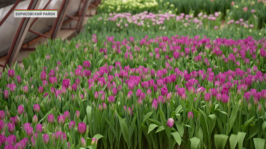 Около 70 тысяч тюльпанов высадили к 8 Марта в Борисовском опытном лесхозе