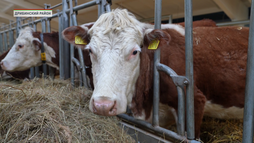 сельское хозяйство