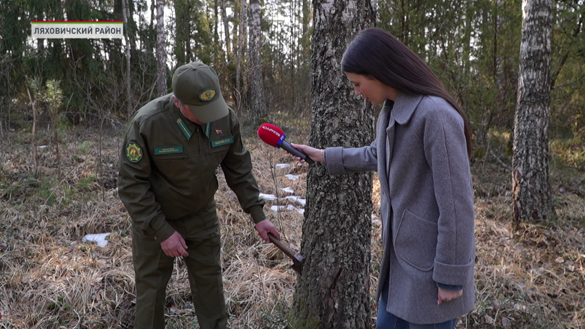 Сбор березового сока начался в Беларуси