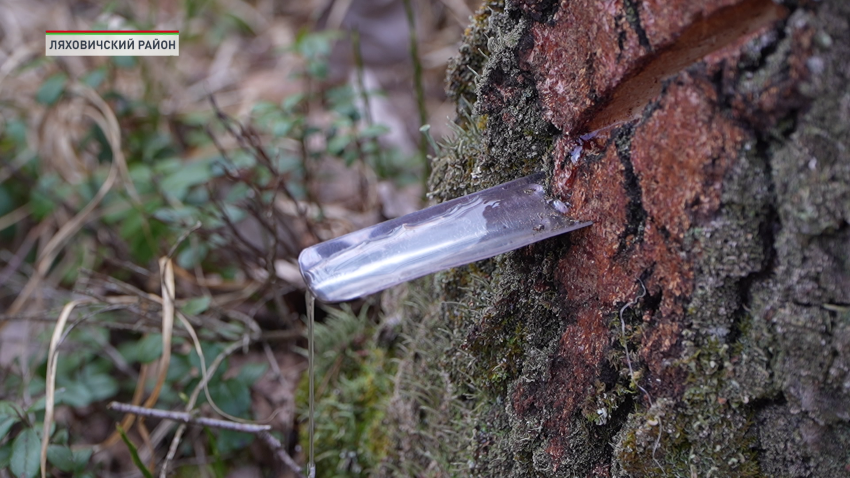 Сбор березового сока начался в Беларуси