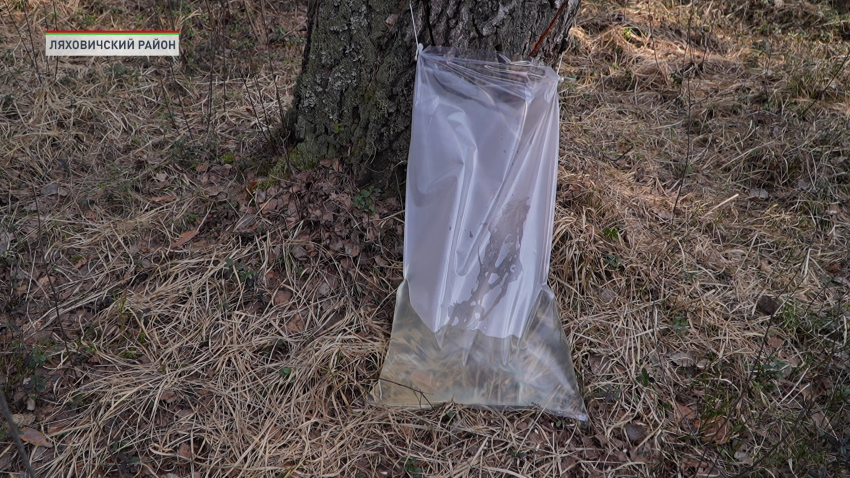 Сбор березового сока начался в Беларуси