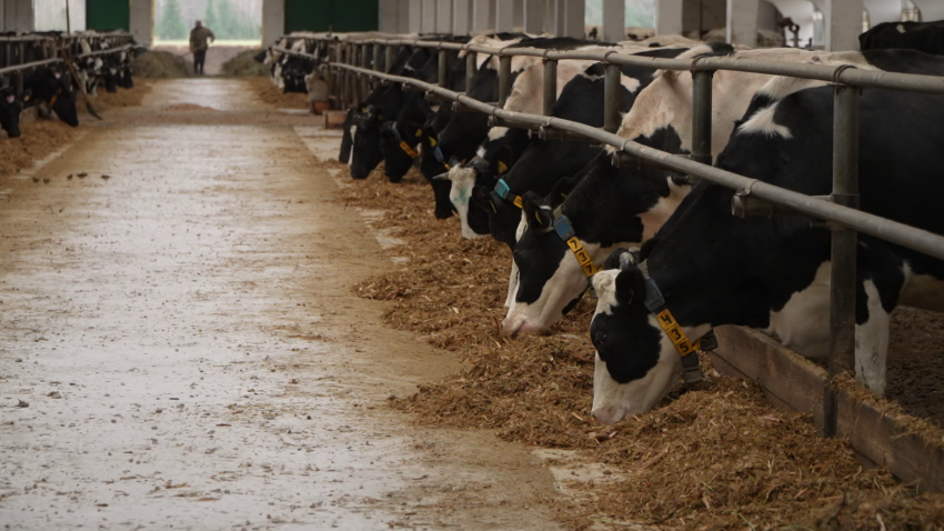 Производство молока в Беларуси планируют увеличить до 11,5 млн тонн к 2035 году