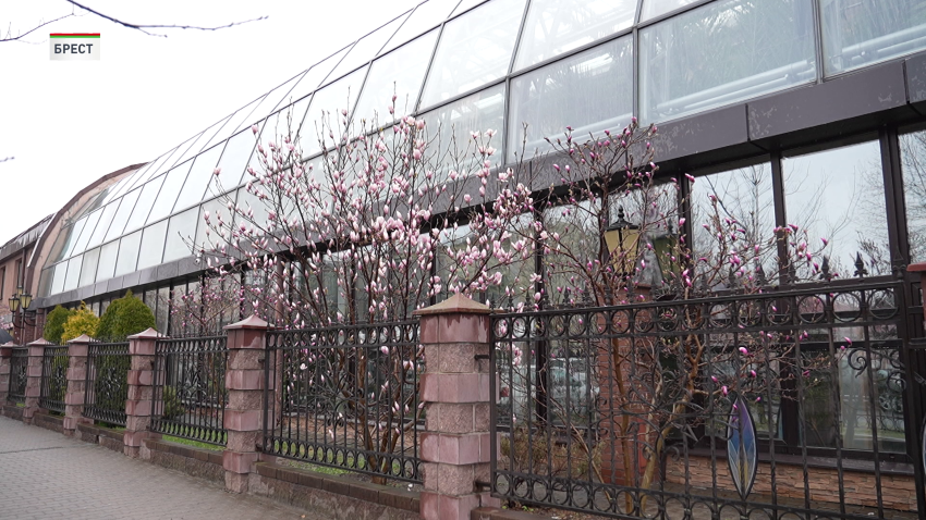 Магнолия распустилась в Беларуси на полмесяца раньше