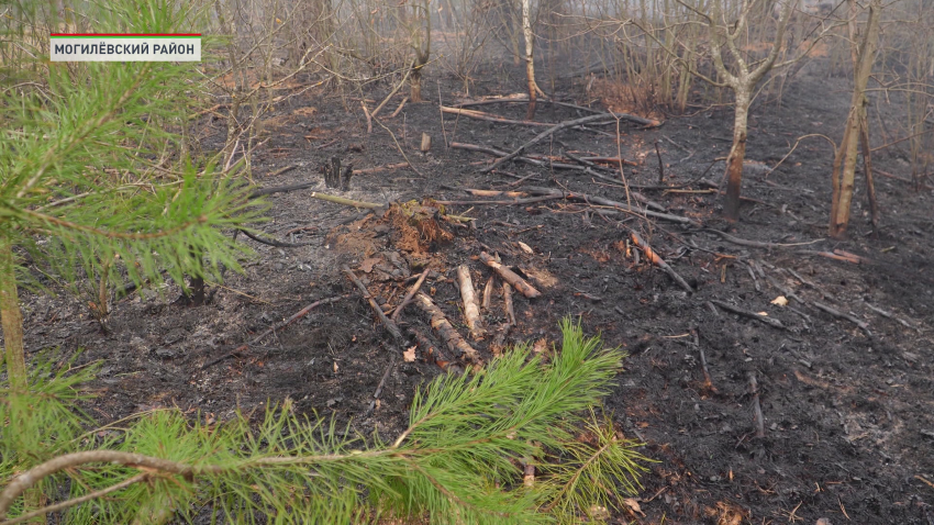 В марте в Могилевской области зафиксировано около 150 возгораний в экосистемах