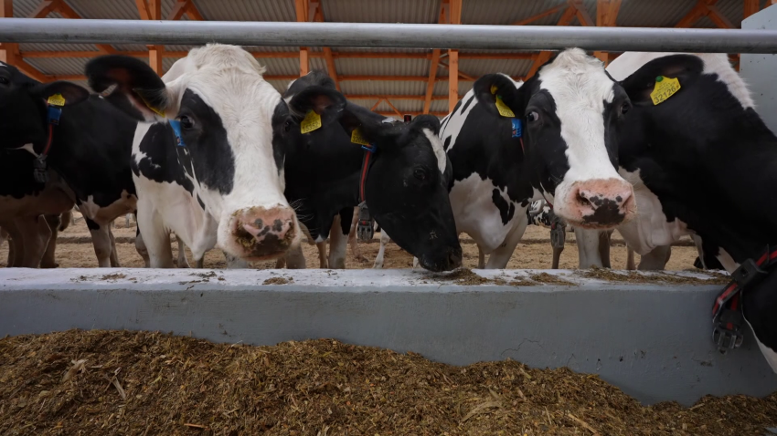 Лукашенко подписал указ о развитии молочной отрасли