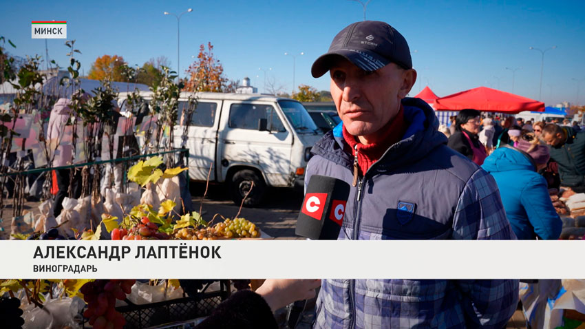 Александр Лаптенок, виноградарь