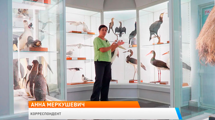 Анна Меркушевич, корреспондент