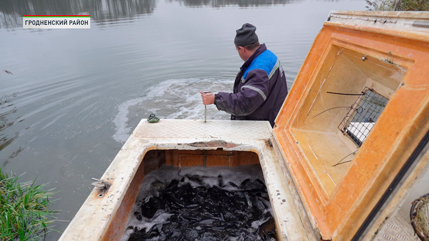 Зарыбление