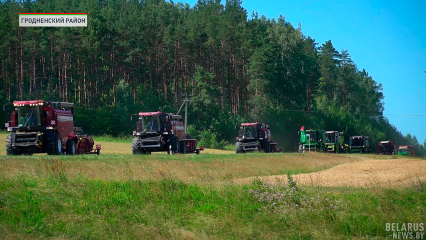 В Гродненской области уже молотят – первые хозяйства приступили к уборке зерновых