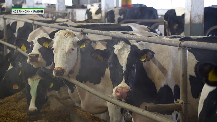 Животноводство